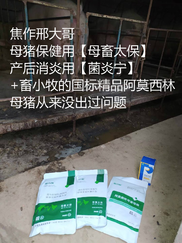 河南焦作邢大哥【畜小牧母猪保健+产后消炎方案】真实反馈！
