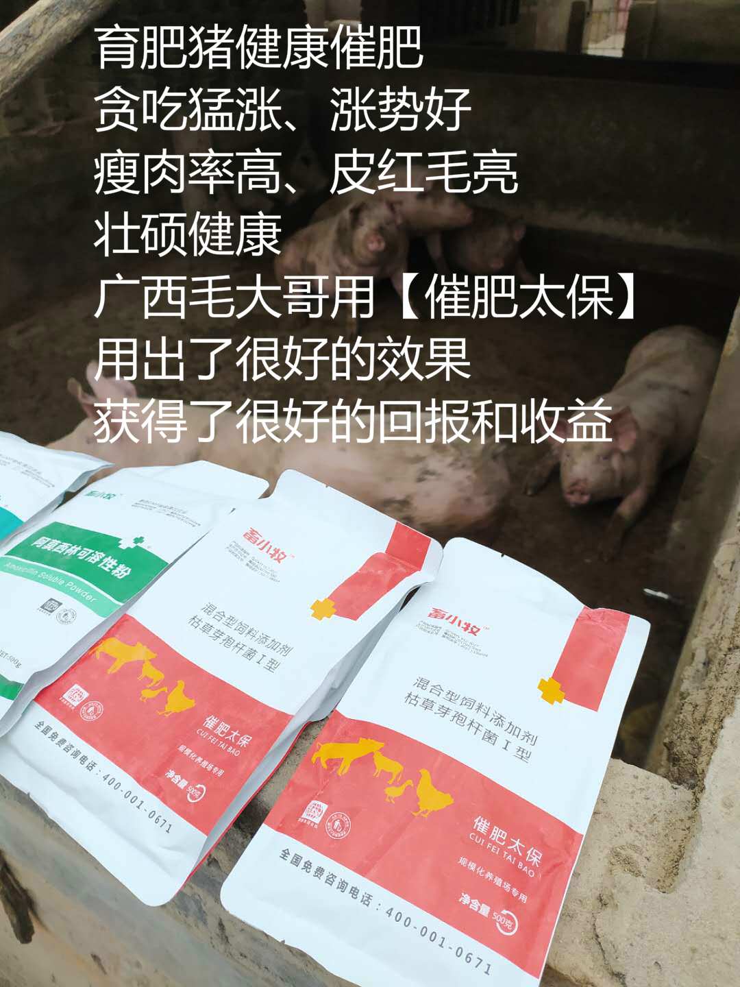 广西毛大哥【催肥太保】使用真实反馈！